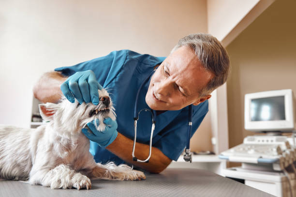 Best Broken or Chipped Tooth Repair in Provo, UT